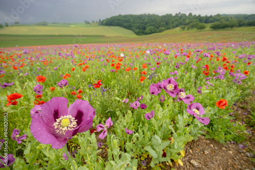 Typical spring landscape with poppies near Silica (Szilice), National Park Slovak Kras, Slovakia