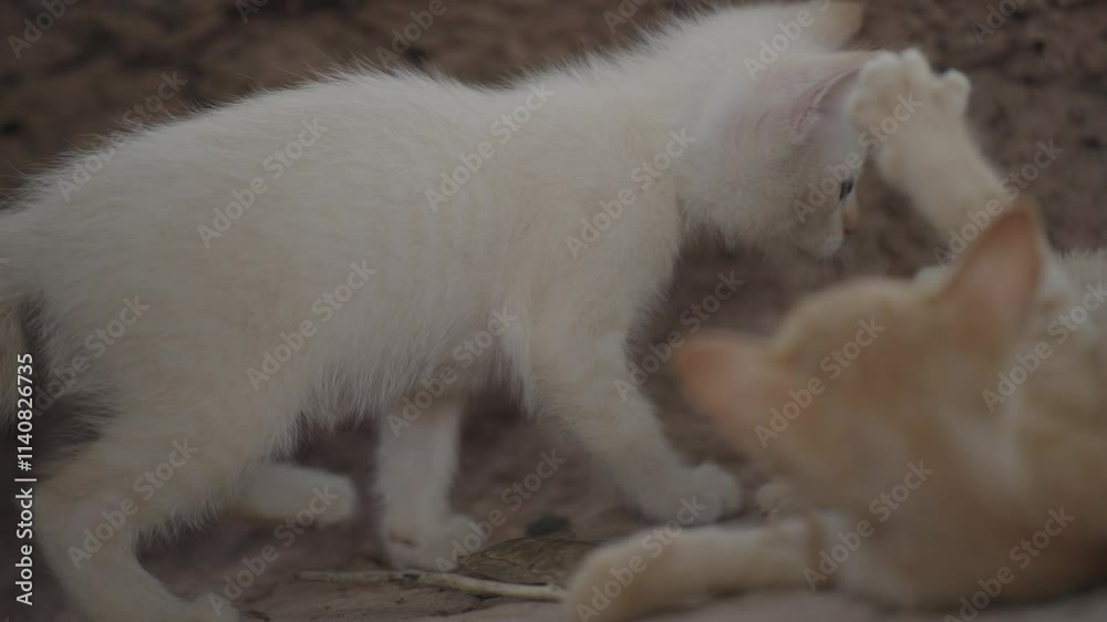 A cat is walking and exploring the garden.
