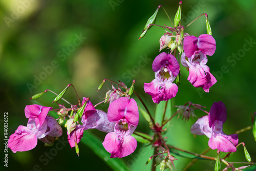 Drüsiges Springkraut in der Blüte photo