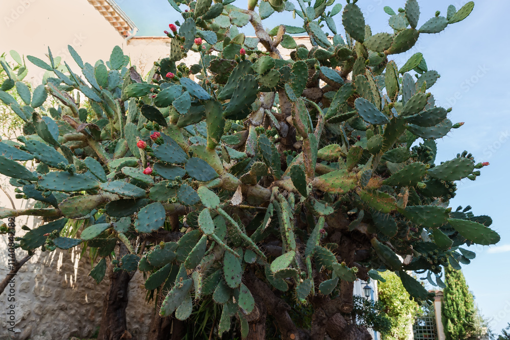 Obraz premium Trees of prickly pear cactus against the buildings in shade