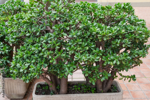 Crassula ovata growing in big flower pots outdoors photo