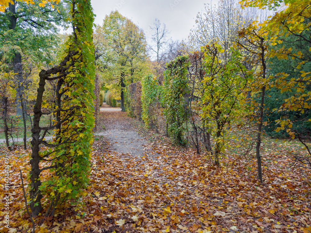 Obraz premium Hedges of trimmed deciduous trees on alley both sides
