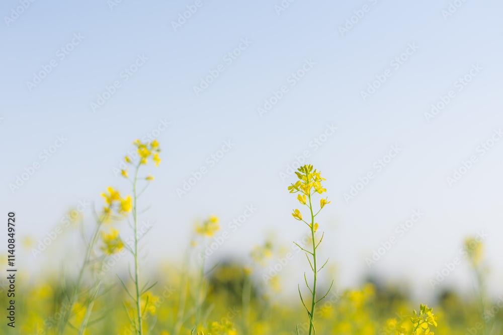 field of yellow mustard flowers