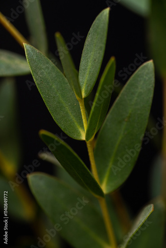 Close up of Small Leafed Eucalyptus Parvifolia photo