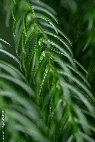 Close up of Norfolk Island Pine Needle Like Leaves
