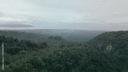 Forest Drone Tilt Up