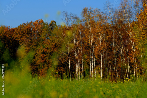 Fototapeta Naklejka Na Ścianę i Meble -  szpaler brzóz w okresie jesiennym