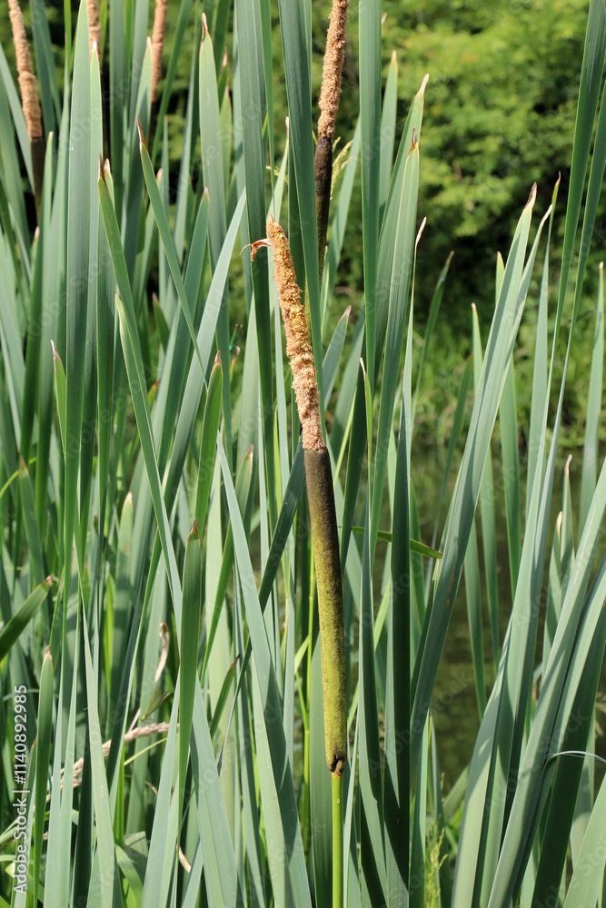 Obraz premium Narrow-leaved cattail (Typha angustifolia) grows on the shore of the reservoir