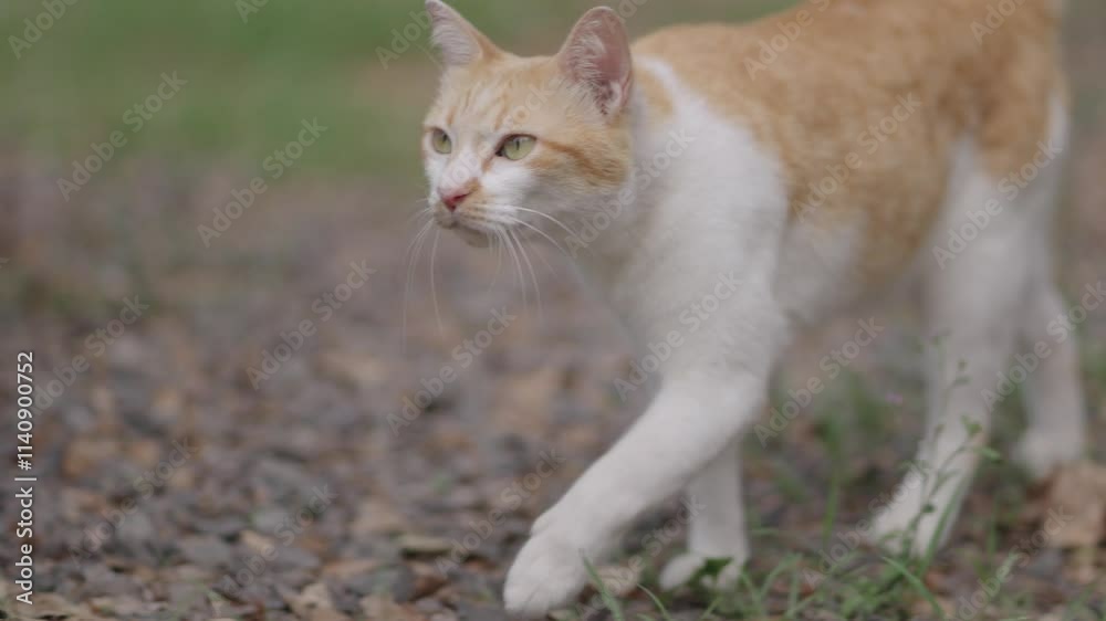 A cat is walking and exploring the garden. A cat is walking and exploring the garden.