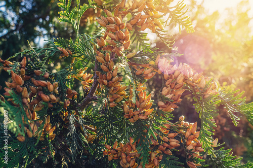 Sun rays through brown-yellow bright seed cones of evergreen thuja. Winter screensaver, wallpaper. photo