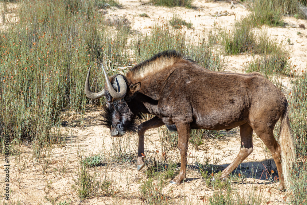 Exposure of an Antelope, done in a South Africa Safari. Exposure of an Antelope, done in a South Africa Safari.
