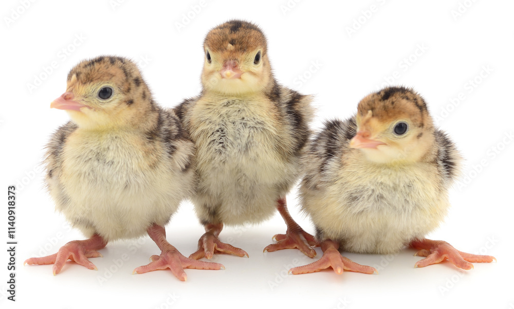 Chicken turkeys isolated