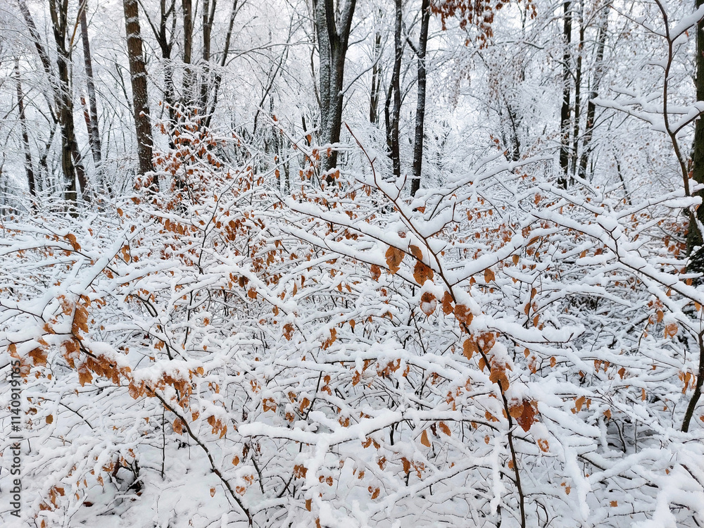 White snow on branches. Magical nature in forest. Slovenia. Winter season
