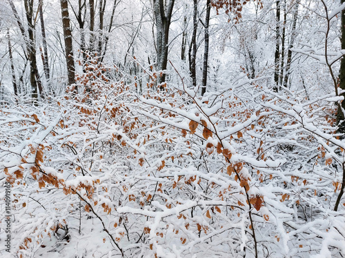 Obraz na płótnie White snow on branches. Magical nature in forest. Slovenia. Winter season w salonie