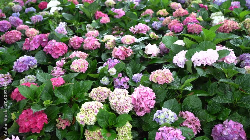 Hydrangea flower garden with green leaves background Hydrangea flower garden with green leaves background
