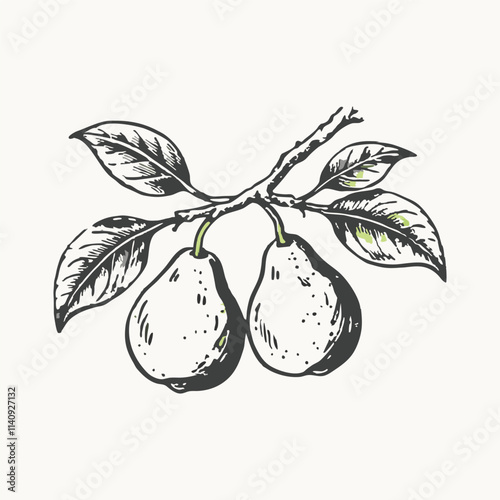 Isolated pair of pears on a branch vector illustration. Fruit on a white background. Ripe green-yellow pears.