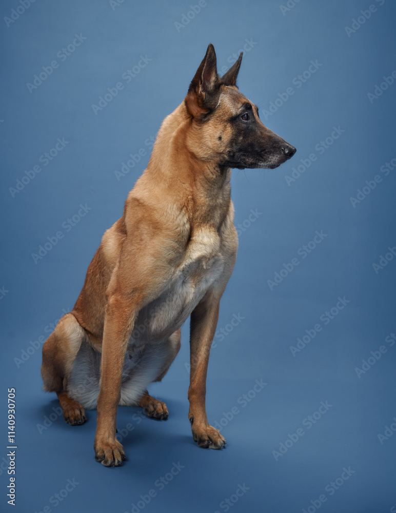 A Belgian Malinois standing tall against a vibrant blue background, its muscular build and upright ears exuding confidence. The dog's focused gaze and tan coat emphasize its strength and elegance. A Belgian Malinois standing tall against a vibrant blue background, its muscular build and upright ears exuding confidence. The dog's focused gaze and tan coat emphasize its strength and elegance.