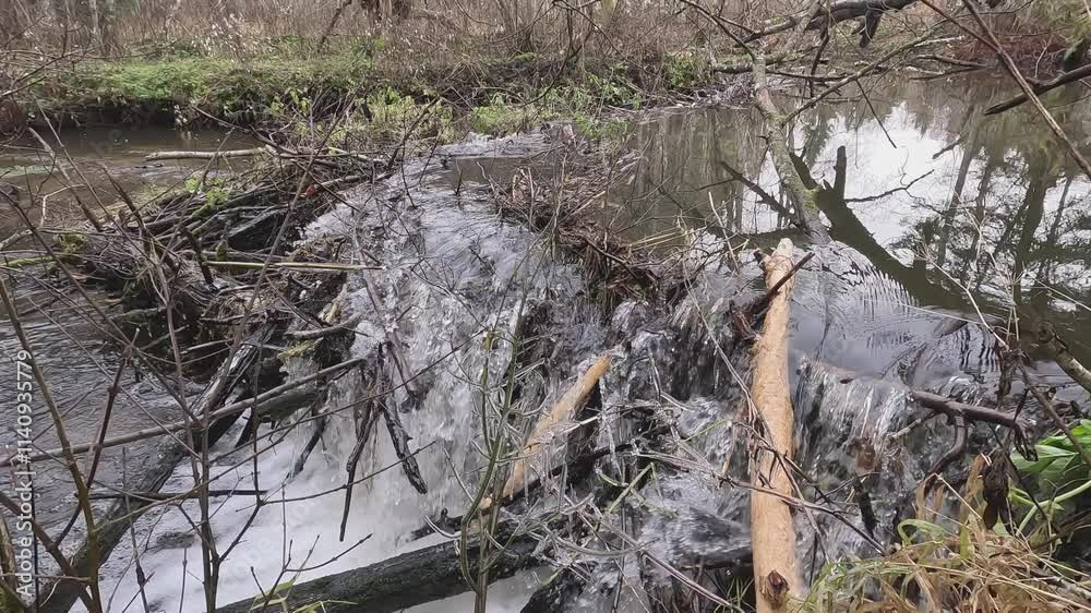 Enjoy a stunning view of natural debris and branches in a serene stream, surrounded by lush greenery Enjoy a stunning view of natural debris and branches in a serene stream, surrounded by lush greenery