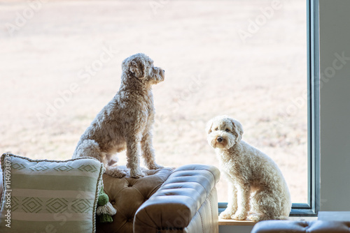 Two Sweet Goldendoodle Minis by the Window