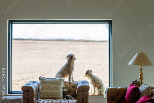 Two Puppies Doggies Dog Looking Out the Window Together
