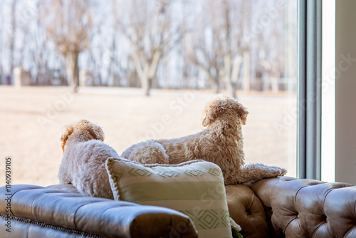 Puppies Dogs Goldendoodle Minis Looking Out the Window Together Watchdogs