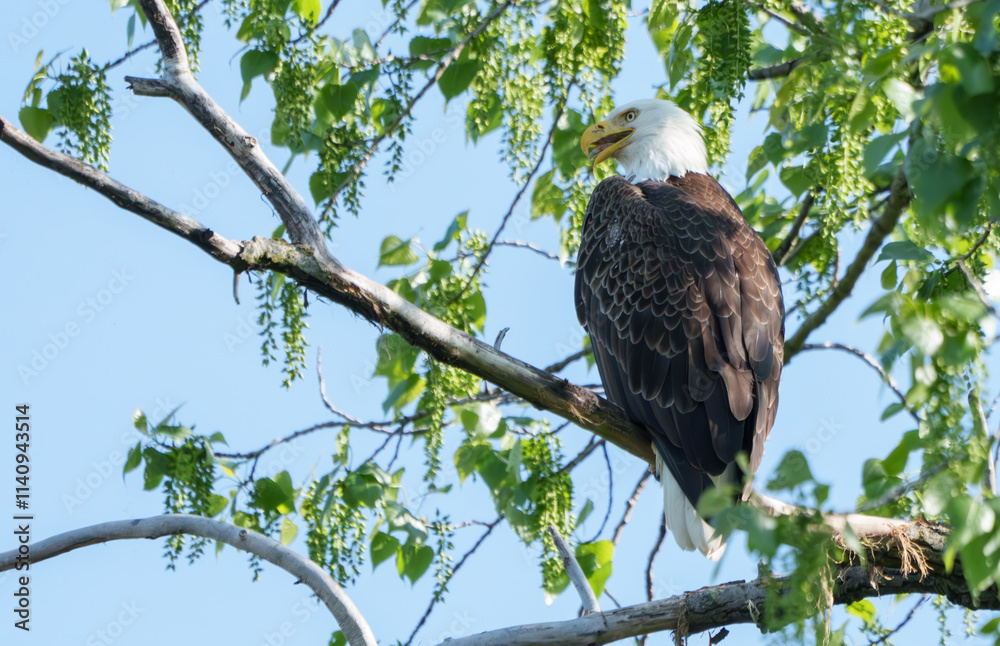 Amazing Bald Eagle perched high in a tree overlooking nest. At a lake in Fishers, Indiana, Summer. Amazing Bald Eagle perched high in a tree overlooking nest. At a lake in Fishers, Indiana, Summer.