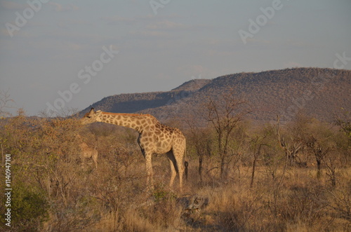 A solitary giraffe stands gracefully in the African savanna, surrounded by sparse, dry trees. Its tall, elegant figure contrasts with the arid environment