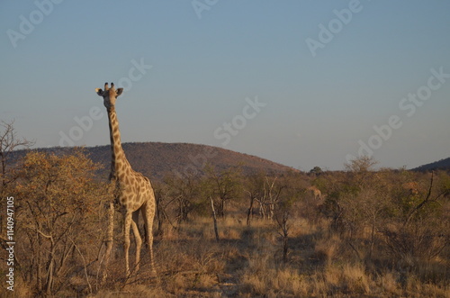 A solitary giraffe stands gracefully in the African savanna, surrounded by sparse, dry trees. Its tall, elegant figure contrasts with the arid environment