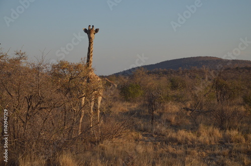 A solitary giraffe stands gracefully in the African savanna, surrounded by sparse, dry trees. Its tall, elegant figure contrasts with the arid environment