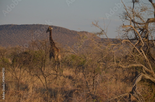 A solitary giraffe stands gracefully in the African savanna, surrounded by sparse, dry trees. Its tall, elegant figure contrasts with the arid environment