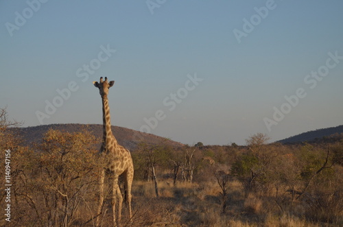 A solitary giraffe stands gracefully in the African savanna, surrounded by sparse, dry trees. Its tall, elegant figure contrasts with the arid environment