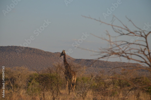 A solitary giraffe stands gracefully in the African savanna, surrounded by sparse, dry trees. Its tall, elegant figure contrasts with the arid environment
