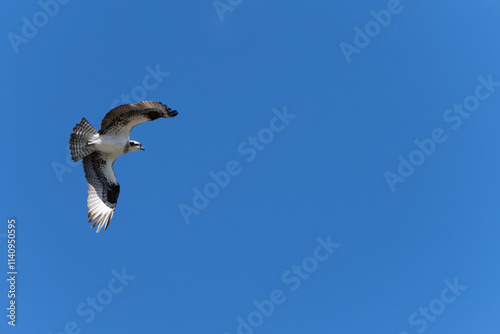 Osprey (Pandion Haliaetus) Circling the sky over the ocean in search of fish. Lost Colony of Roanoke, North Carolina. Summer. 