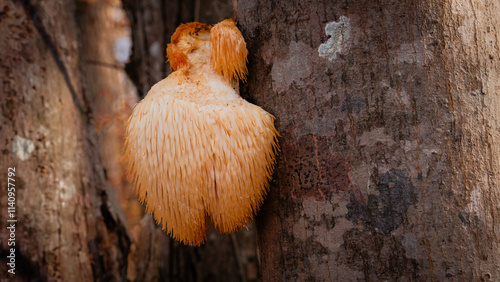 Lion's Mane mushroom (Hericium erinaceus) and tree trunks in warm sunlight