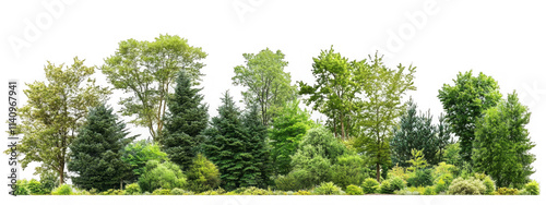 Cutout tree line. Forest and green foliage in summer. Row of trees and shrubs isolated on transparent background. Forest scape. High quality clipping mask  photo