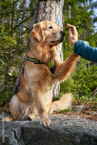 Charming female golden retriever on a forest hike with her owners in Norway, sitting on a rock in the autumn woods, attentively watching her owner while receiving a reward