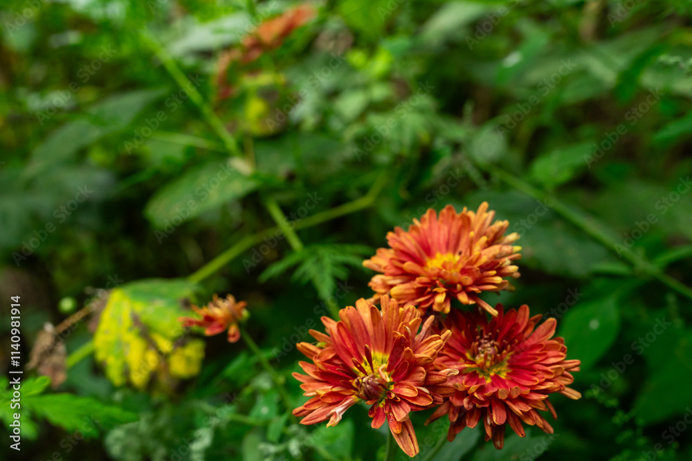 Vibrant orange flowers bloom amid lush green foliage in a garden setting