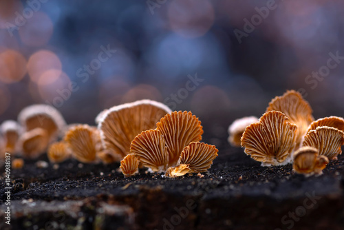 Mushrooms growing on tree trunks. Natural background. Schizophylle commun. photo