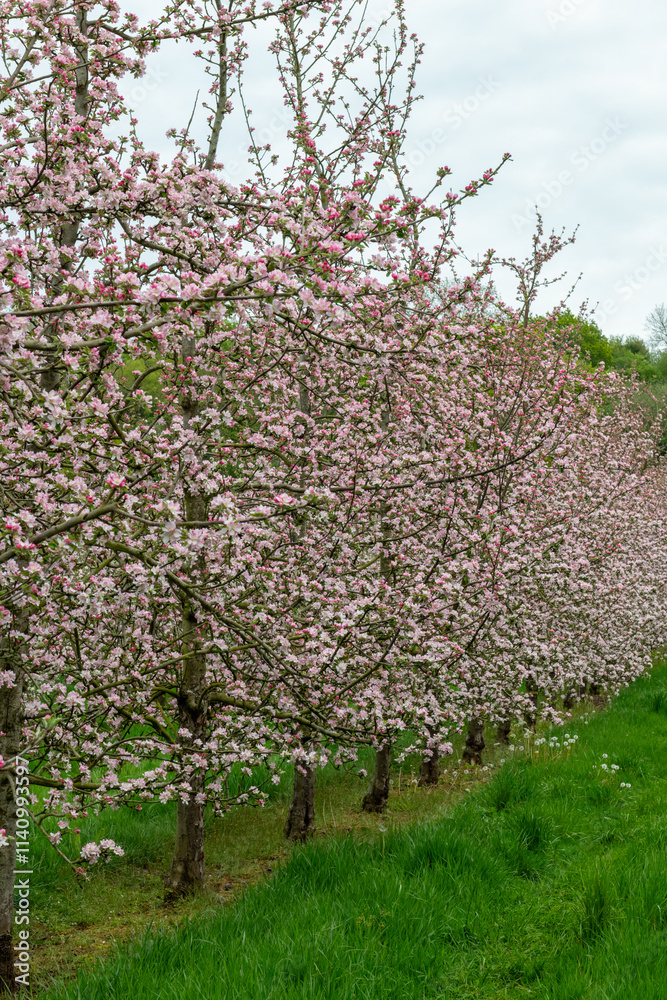 Apple blossom in a modern cider orchard Apple blossom in a modern cider orchard