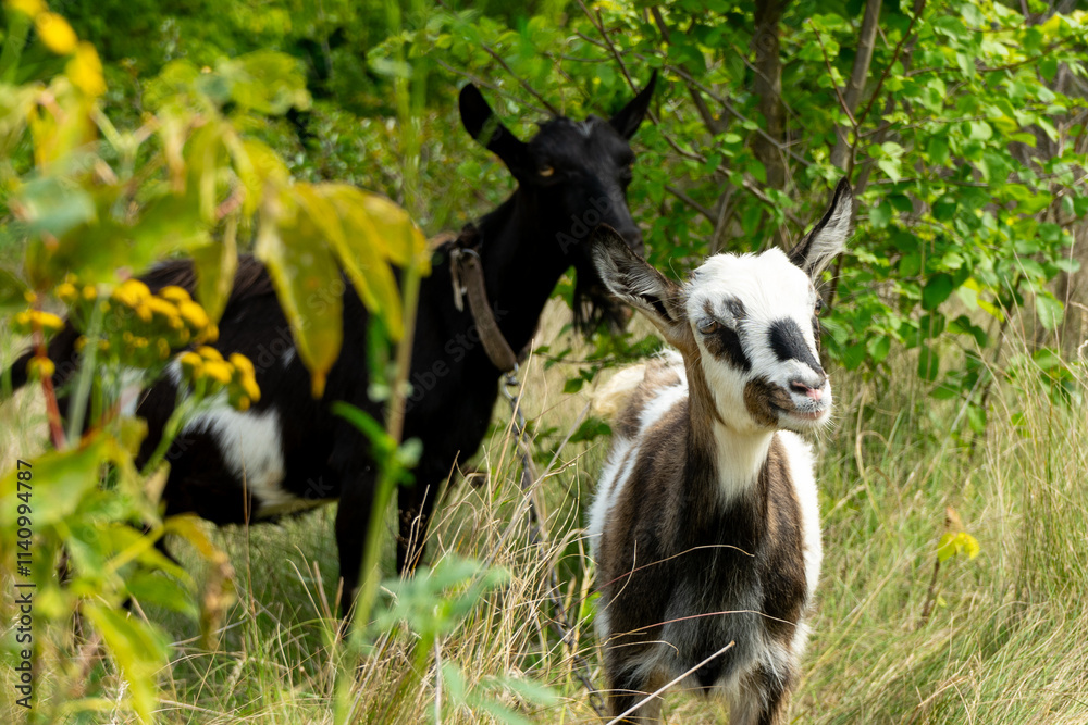 Playful goats explore a lush green field on a sunny afternoon Playful goats explore a lush green field on a sunny afternoon
