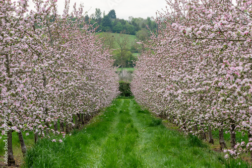 Apple blossom in a modern cider orchard