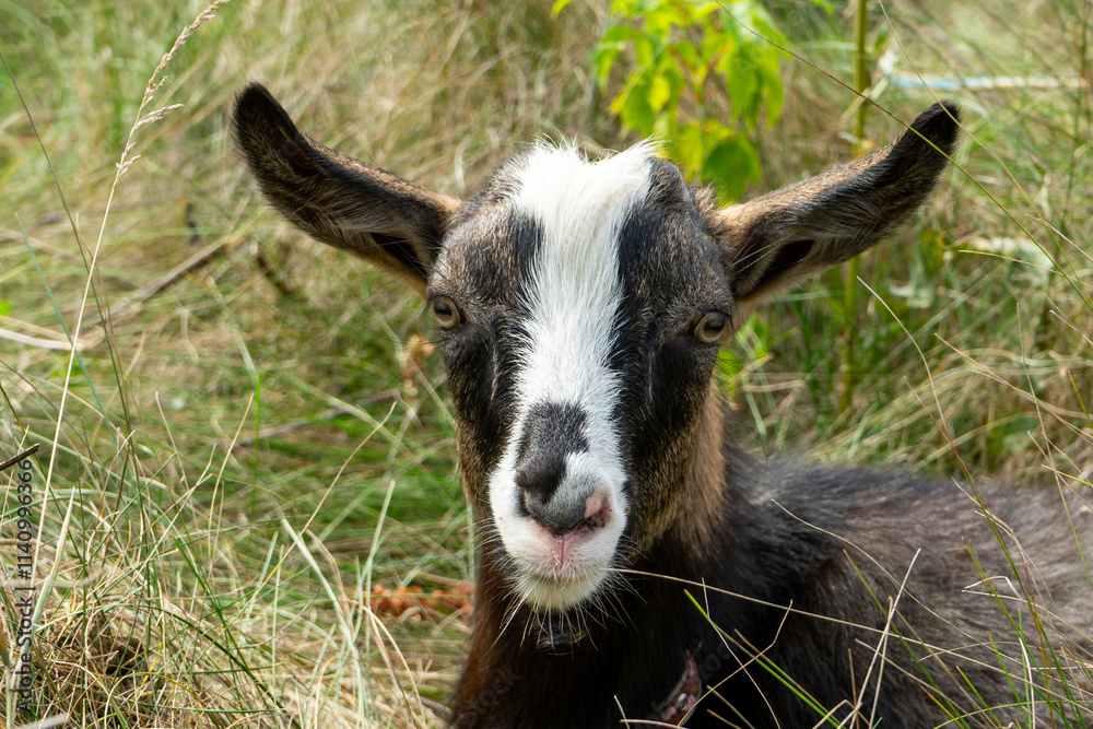 Goat resting peacefully in a grassy field during a sunny day in nature Goat resting peacefully in a grassy field during a sunny day in nature