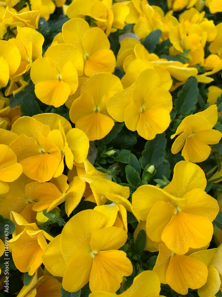 Bright yellow pansies growing in a Greek garden. Small yellow flowers. Blooming orange-yellow flowers of Viola cornuta close-up, floral wallpaper background with bright yellow pansies Bright yellow pansies growing in a Greek garden. Small yellow flowers. Blooming orange-yellow flowers of Viola cornuta close-up, floral wallpaper background with bright yellow pansies
