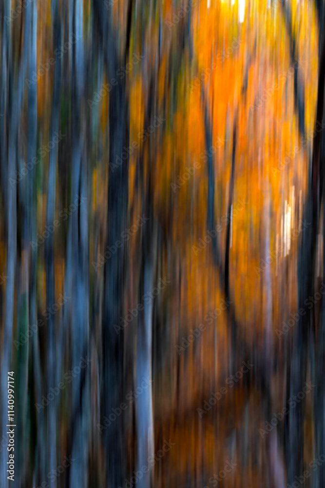 Trees. Abstract forest landscape. Trees photographed with pan technique. Natural background. Trees. Abstract forest landscape. Trees photographed with pan technique. Natural background.