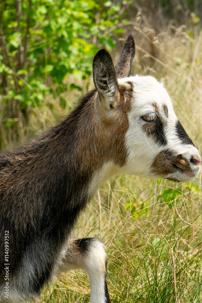 Goat grazing in a lush green meadow during sunny daytime