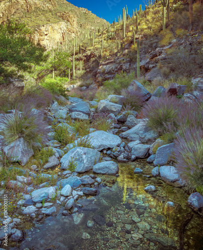 Experience the beauty of a desert terrain featuring vibrant Saguaro cacti, rugged rocks, and soft grass under the clear blue sky, captured in a serene, untouched natural environment.
