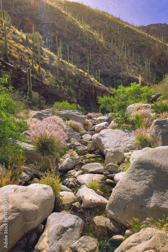 A vibrant image of a desert canyon featuring saguaro cacti, colorful plants, and a rocky stream illuminated by sunlight. This picturesque environment showcases the beauty of the arid landscape. photo