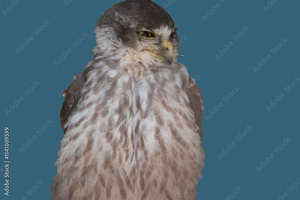 this is a close up of a barking owl this is a close up of a barking owl
