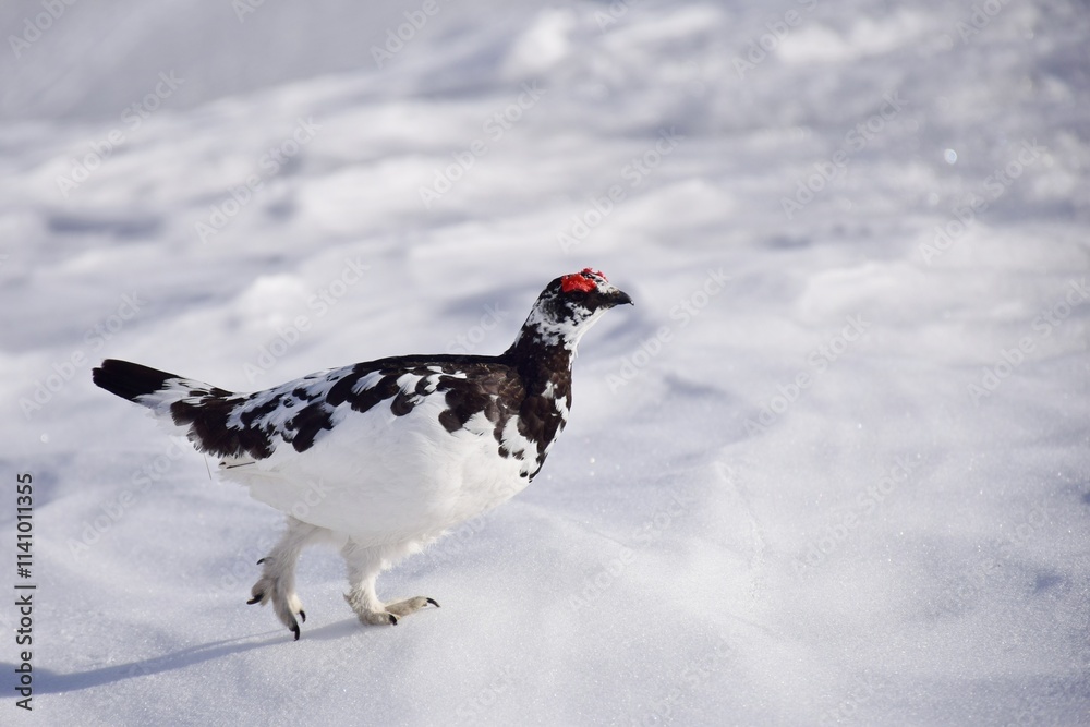 Obraz premium 山岳地帯に住む鳥 ライチョウ（Rock ptarmigan）