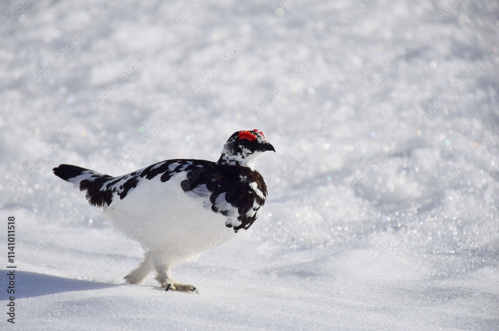 Obraz premium 山岳地帯に住む鳥 ライチョウ(Rock ptarmigan)
